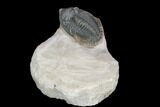 Metacanthina Trilobite - Lghaft, Morocco #125267-3